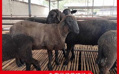 烏骨羊 珍稀家畜的飼養與管理