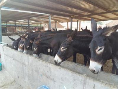 福建南平西門塔爾牛養(yǎng)殖基地推薦與肉類供應(yīng)