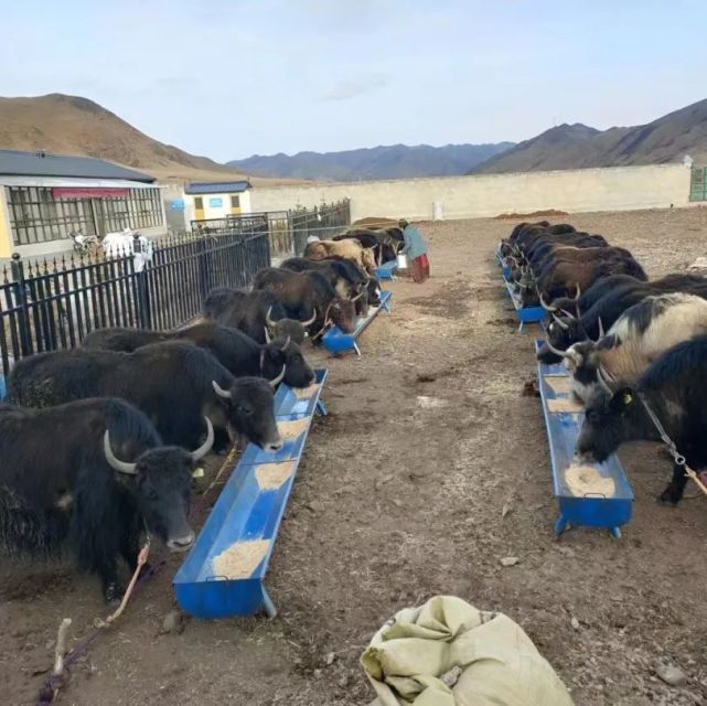 甘南 牦牛產業高質量發展，唱響鄉村振興“牧歌”