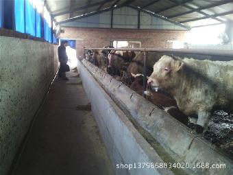 荊門肉牛養(yǎng)殖 技術(shù)與市場前景分析