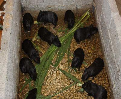 中華黑豚 農民致富新寵，產婦滋補佳品