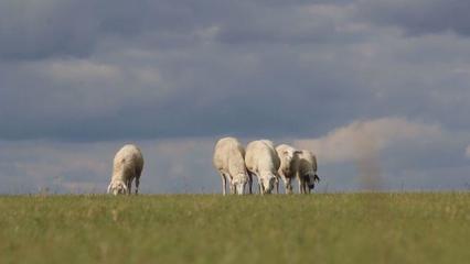 草原上的黨課 內蒙古“聽黨話、感黨恩、跟黨走”宣傳教育走進鄂溫克家畜飼養一線