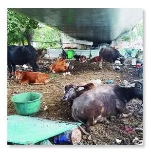 公路新功能？探索路面與圍欄外的畜牧可能