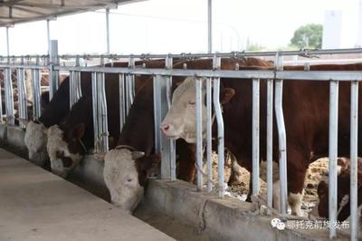 蹄疾步穩謀發展，產業振興正當時——鄂前旗推進農牧業產業高質量發展綜述